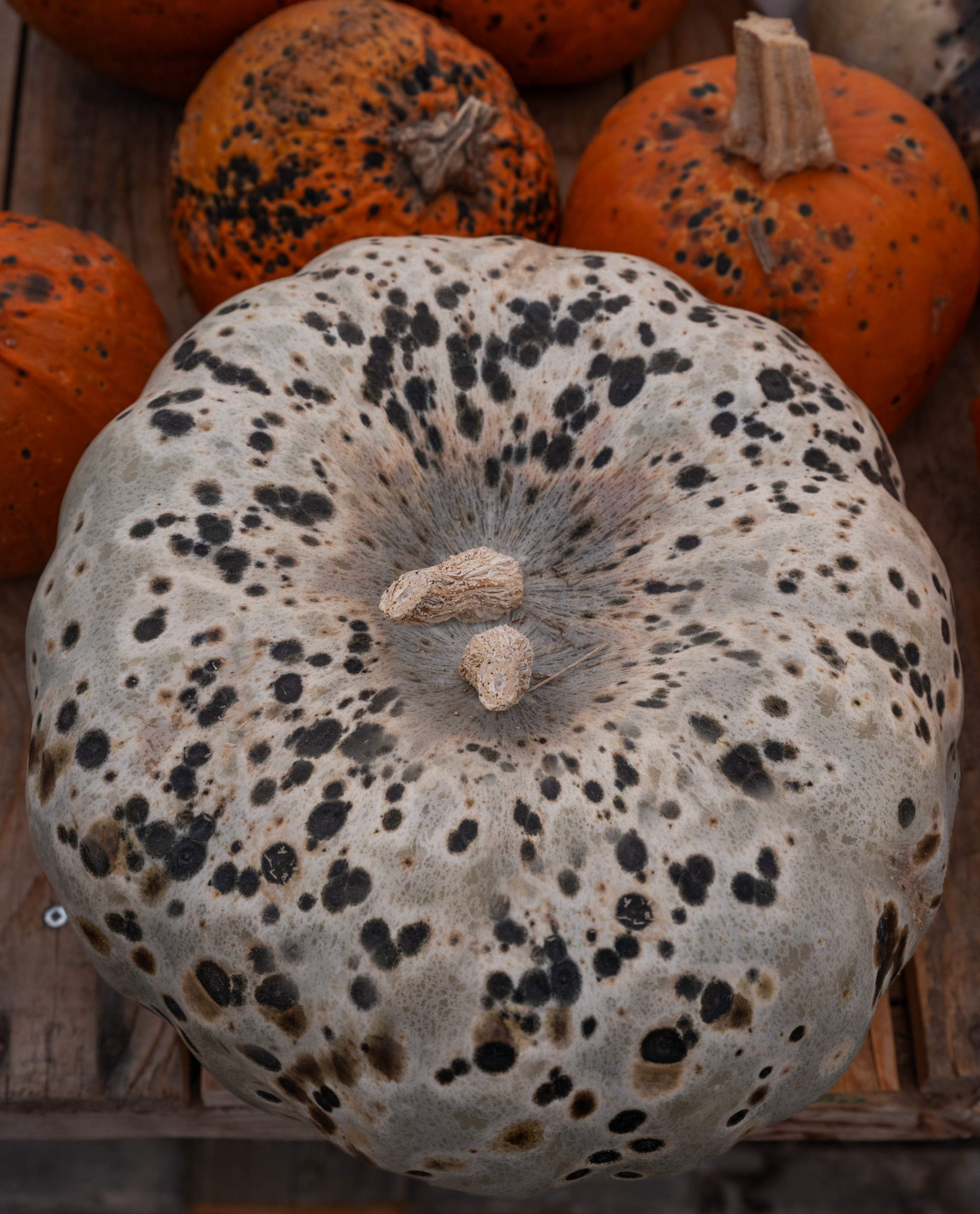 Double Wrought Gourd